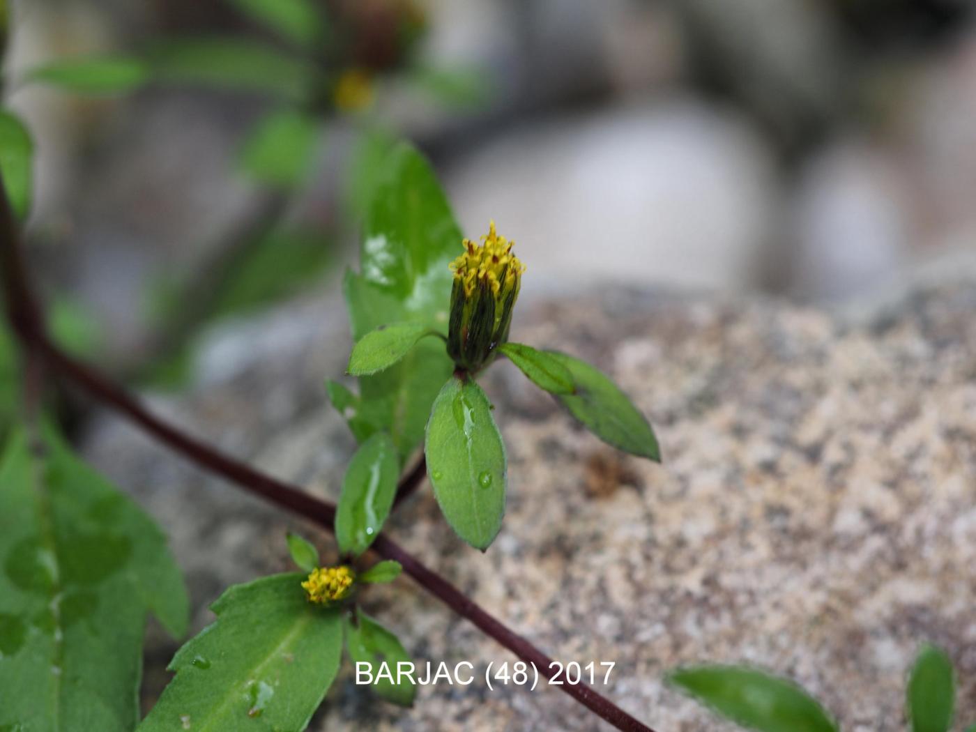 Bur marigold, Tripartite flower